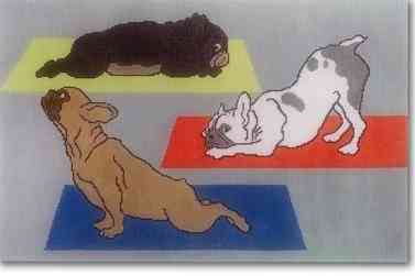 Yoga Dogs