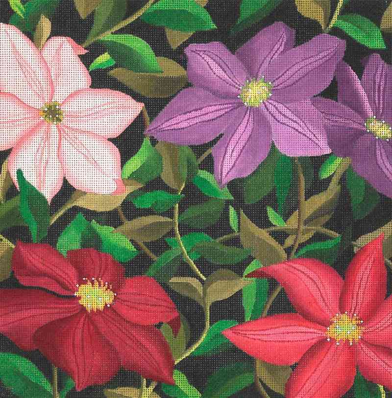 Giant Clematis Vines