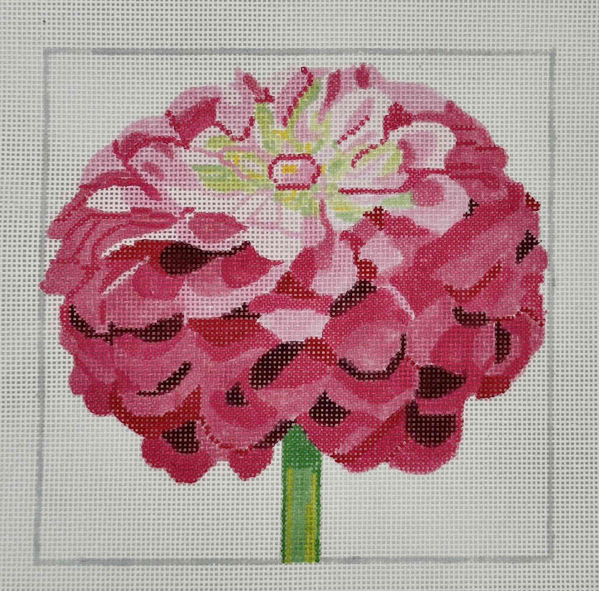 Regal Pink Zinnia