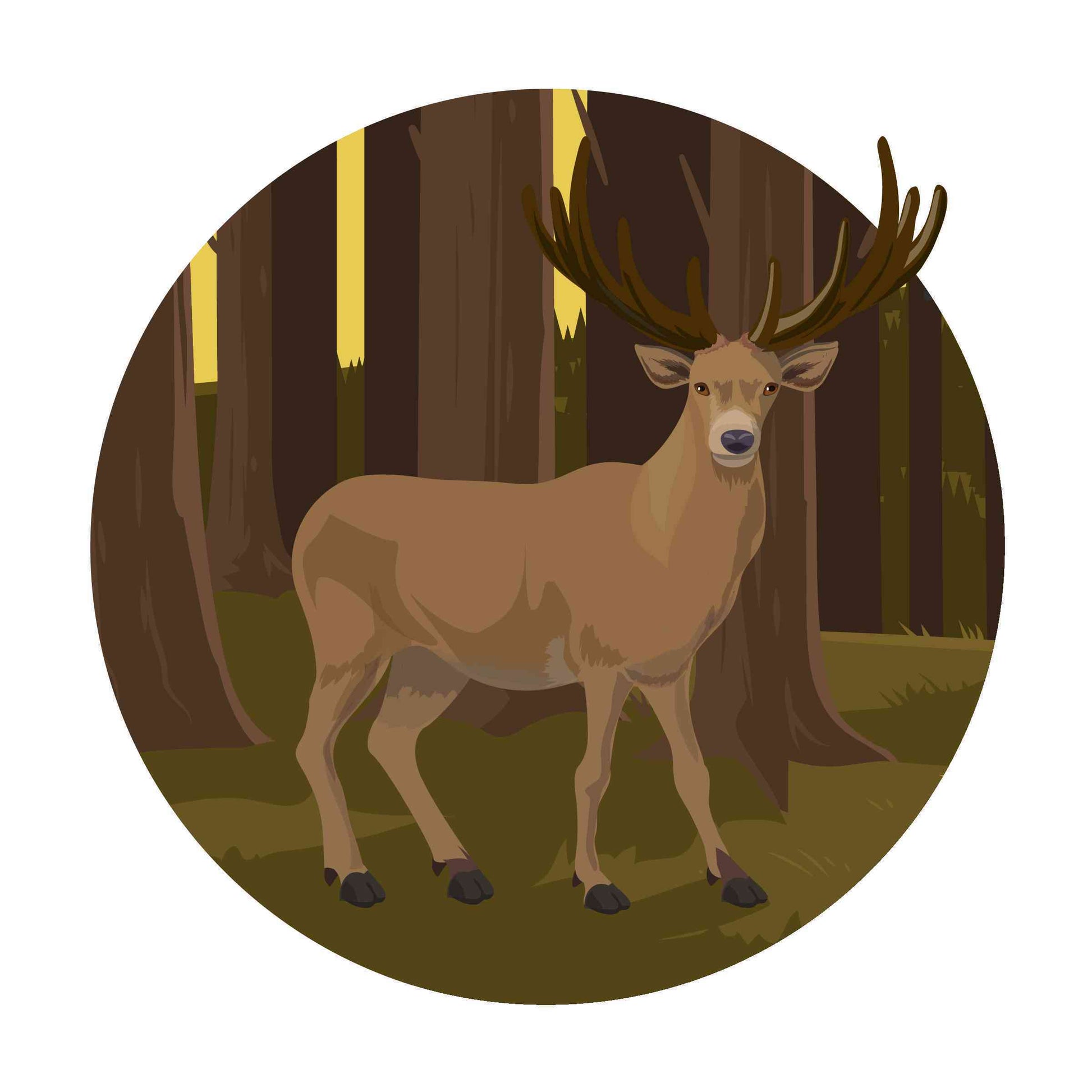Deer