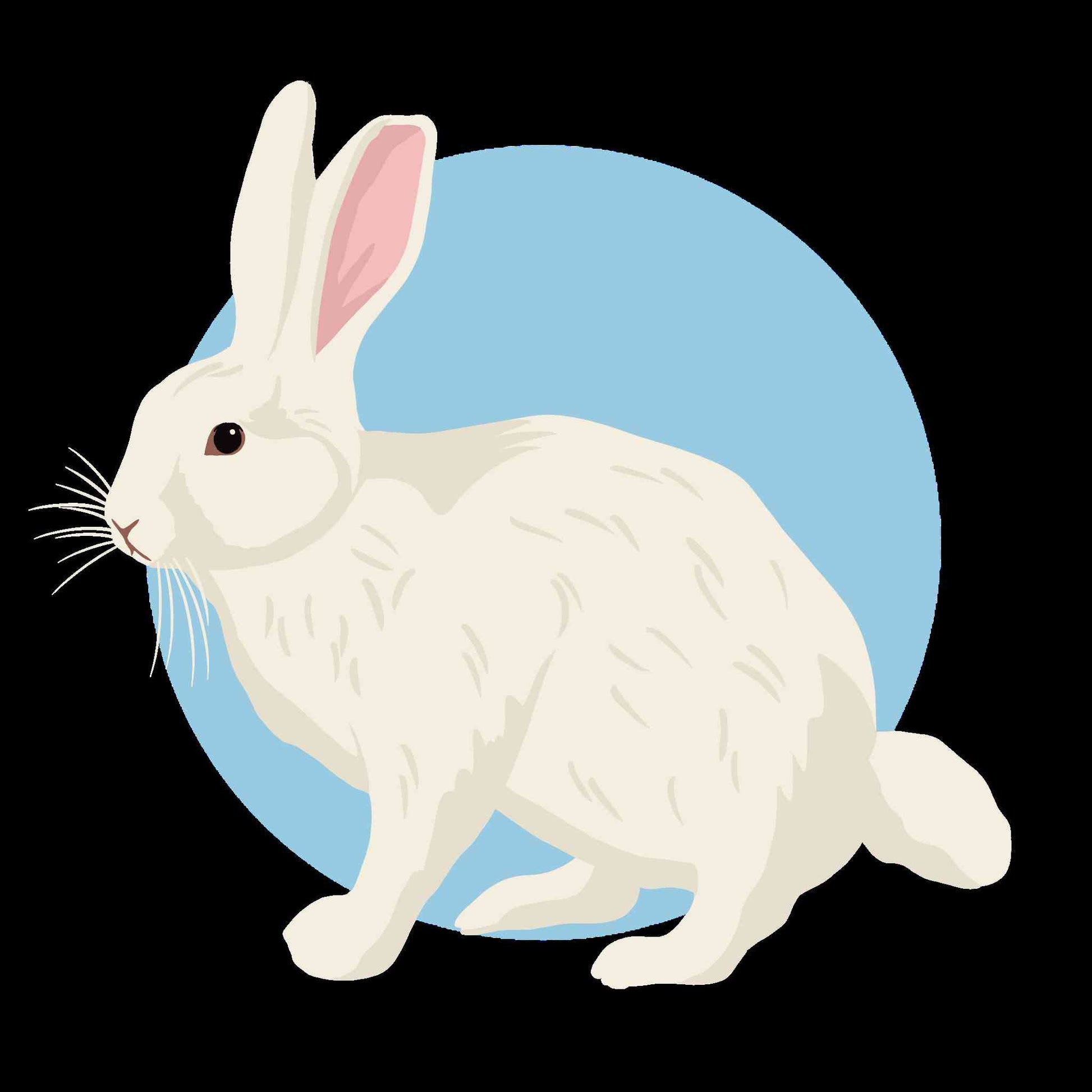 Bunny Rabbit