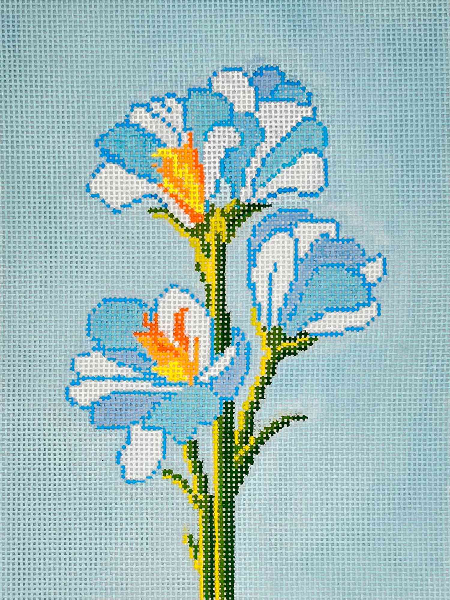 Freesia refracta
