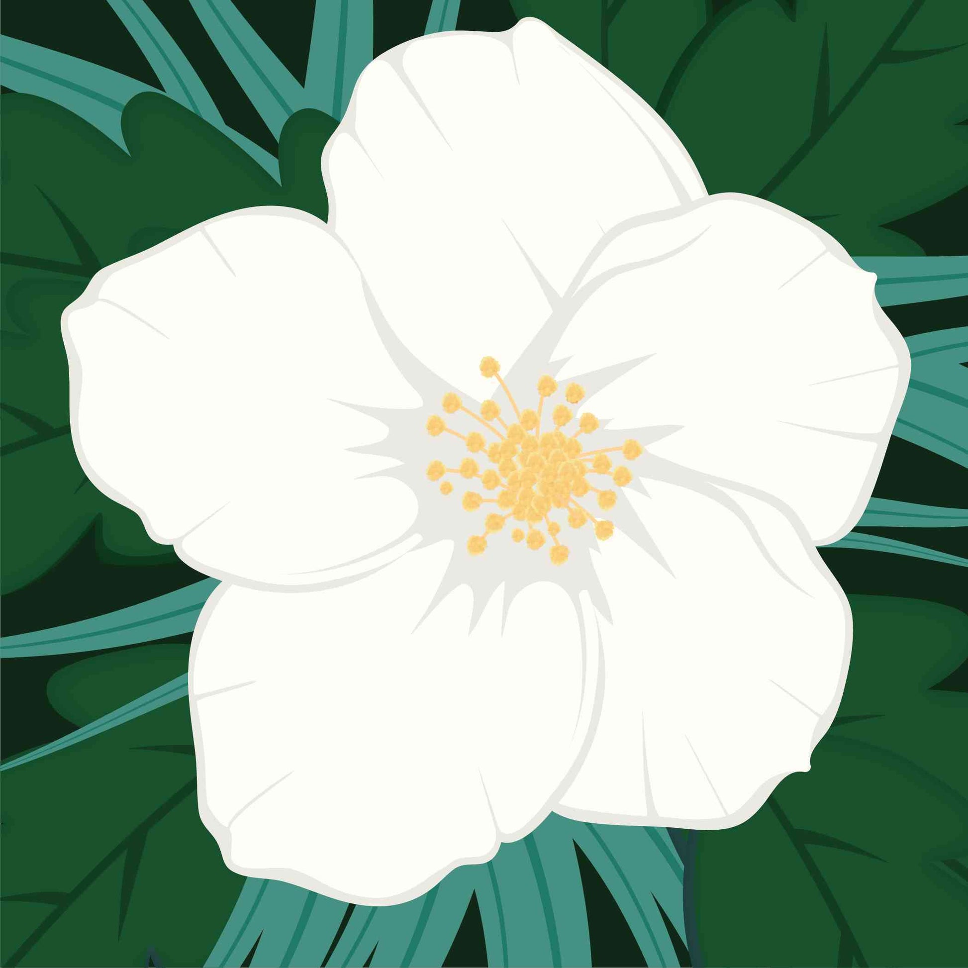 Single Jasmine