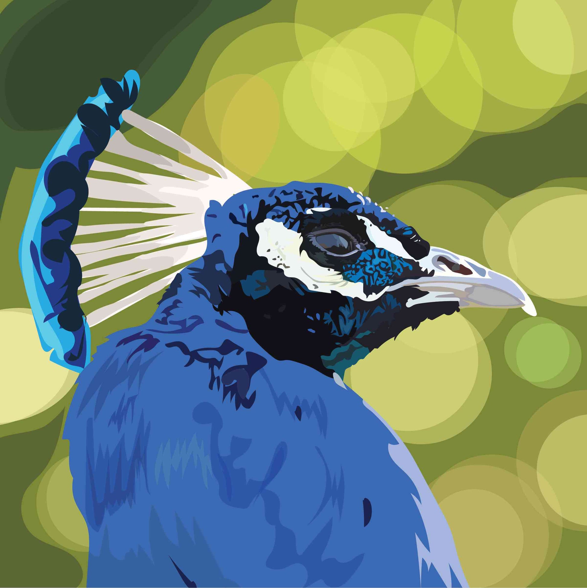 Detailed Peacock
