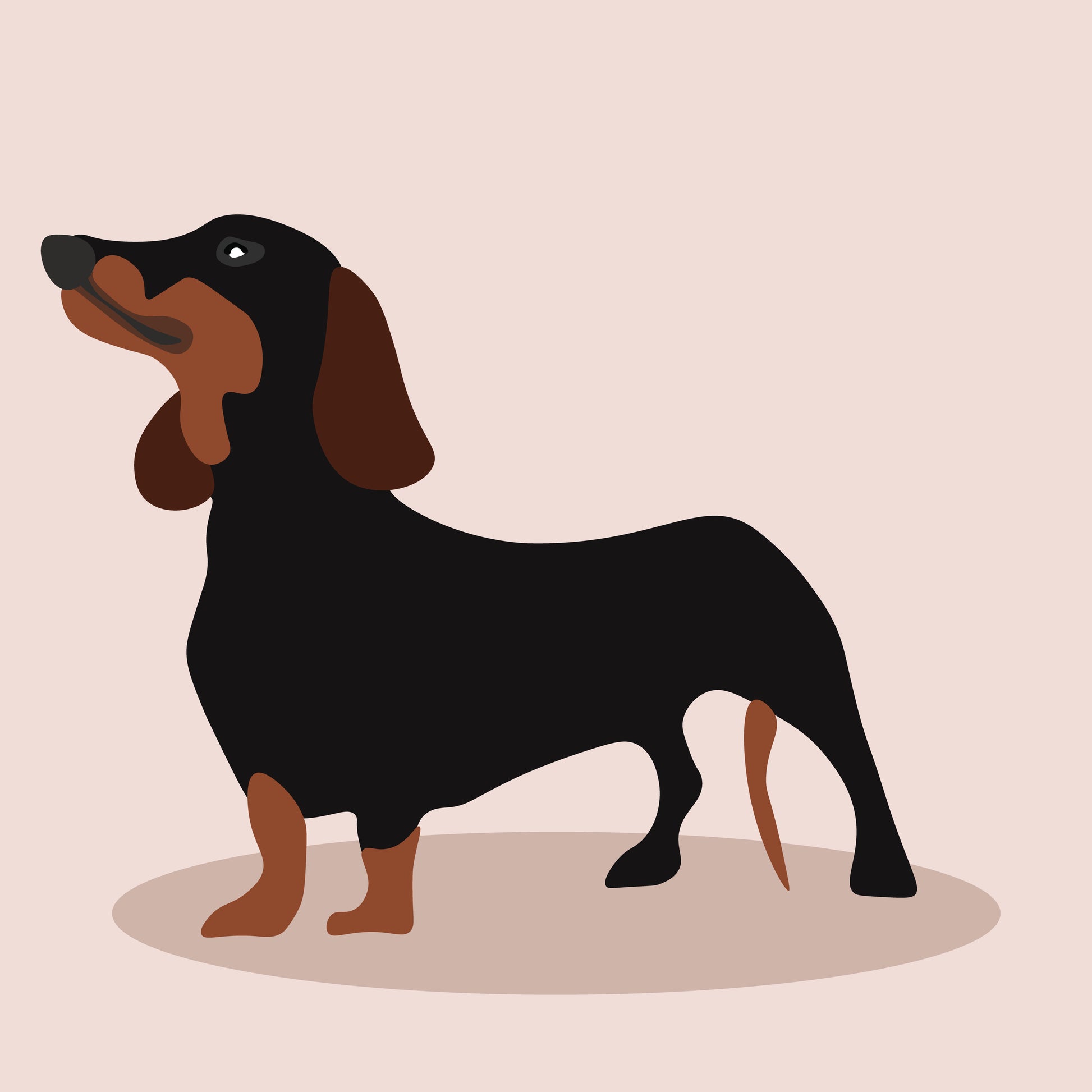 dutchan dog