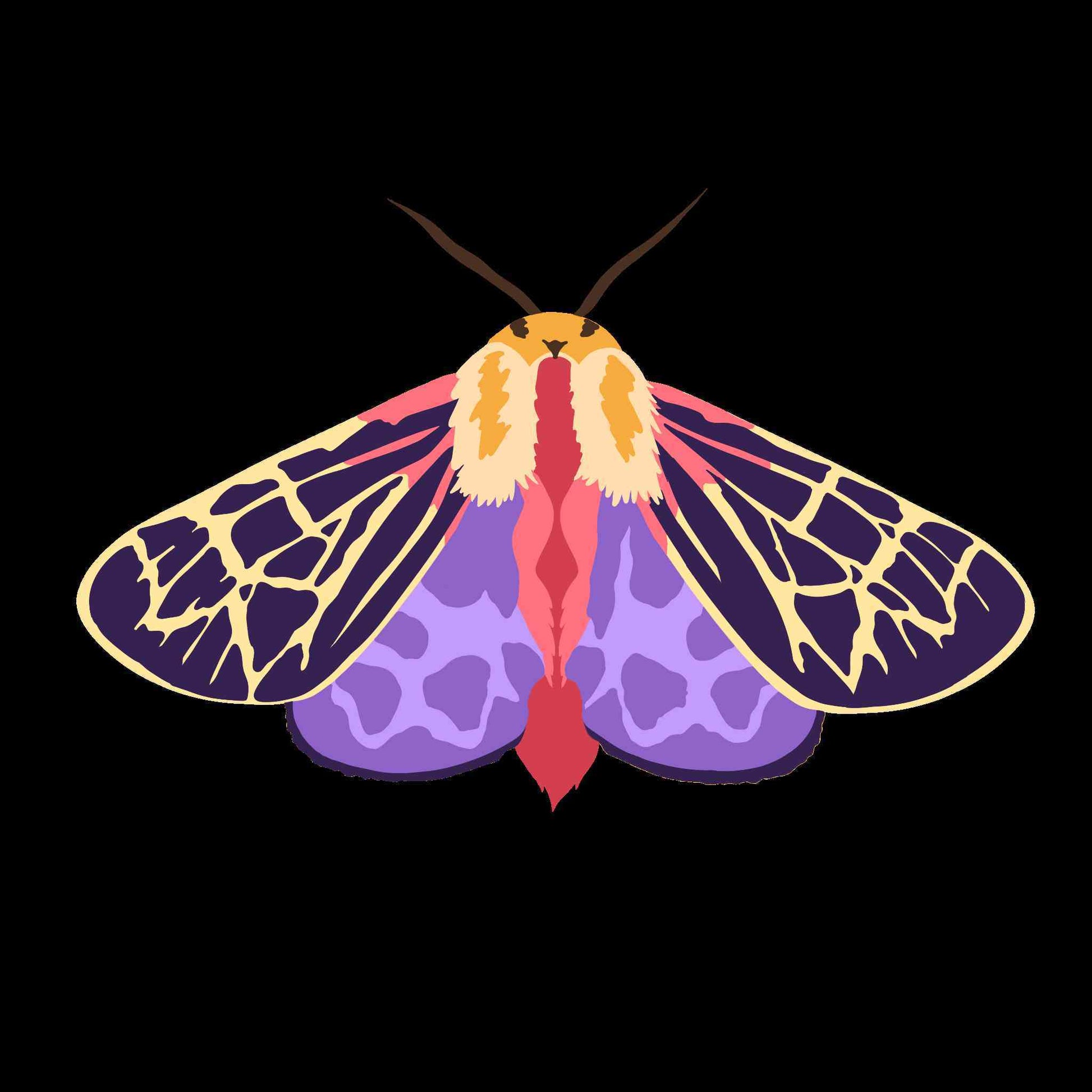 Colorful Moth