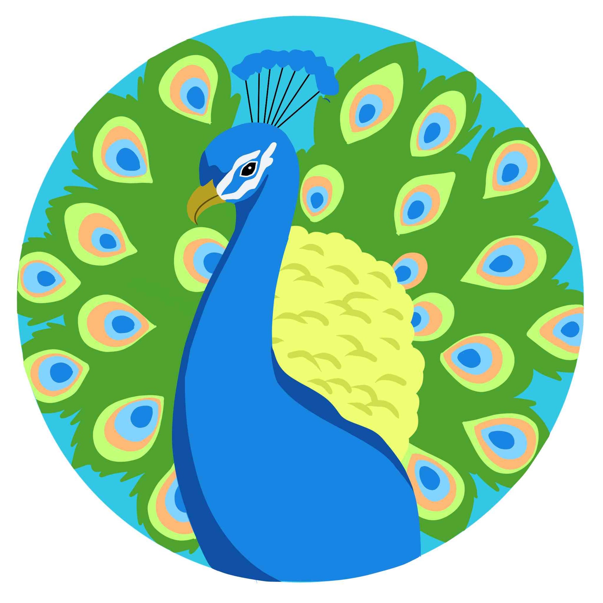 Colorful Peacock