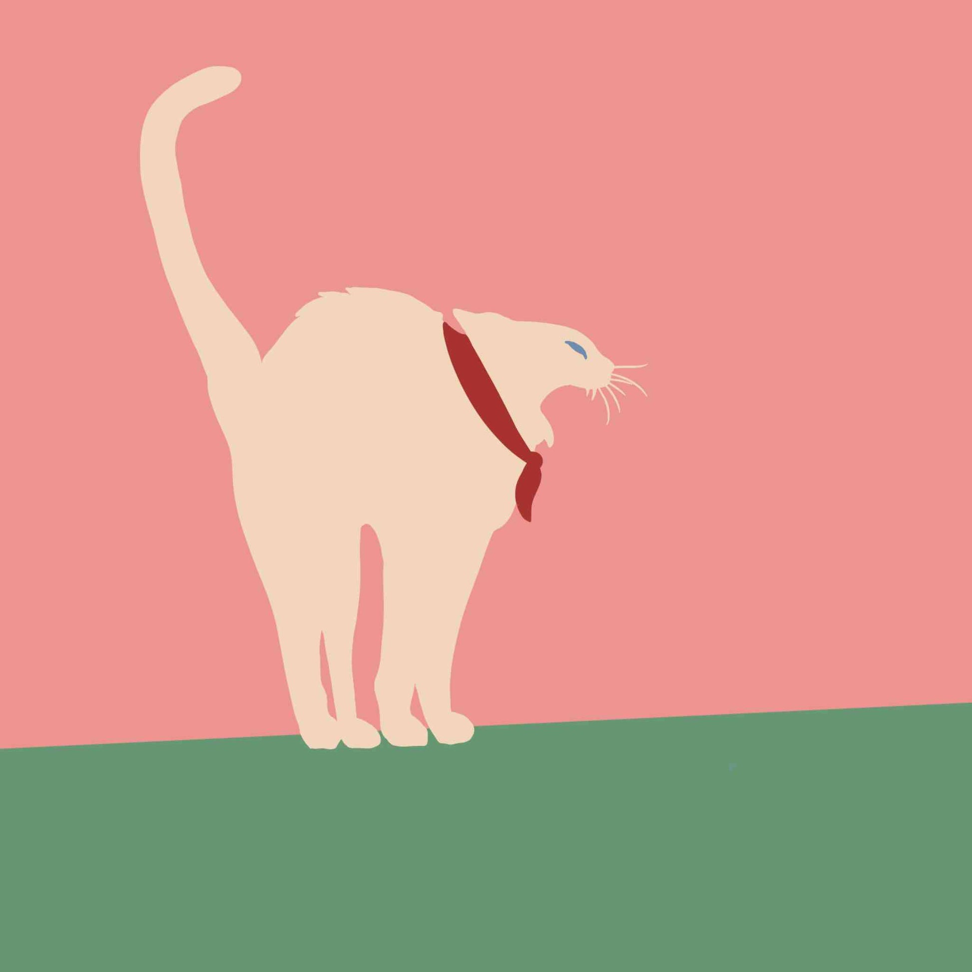 Frighten White Cat