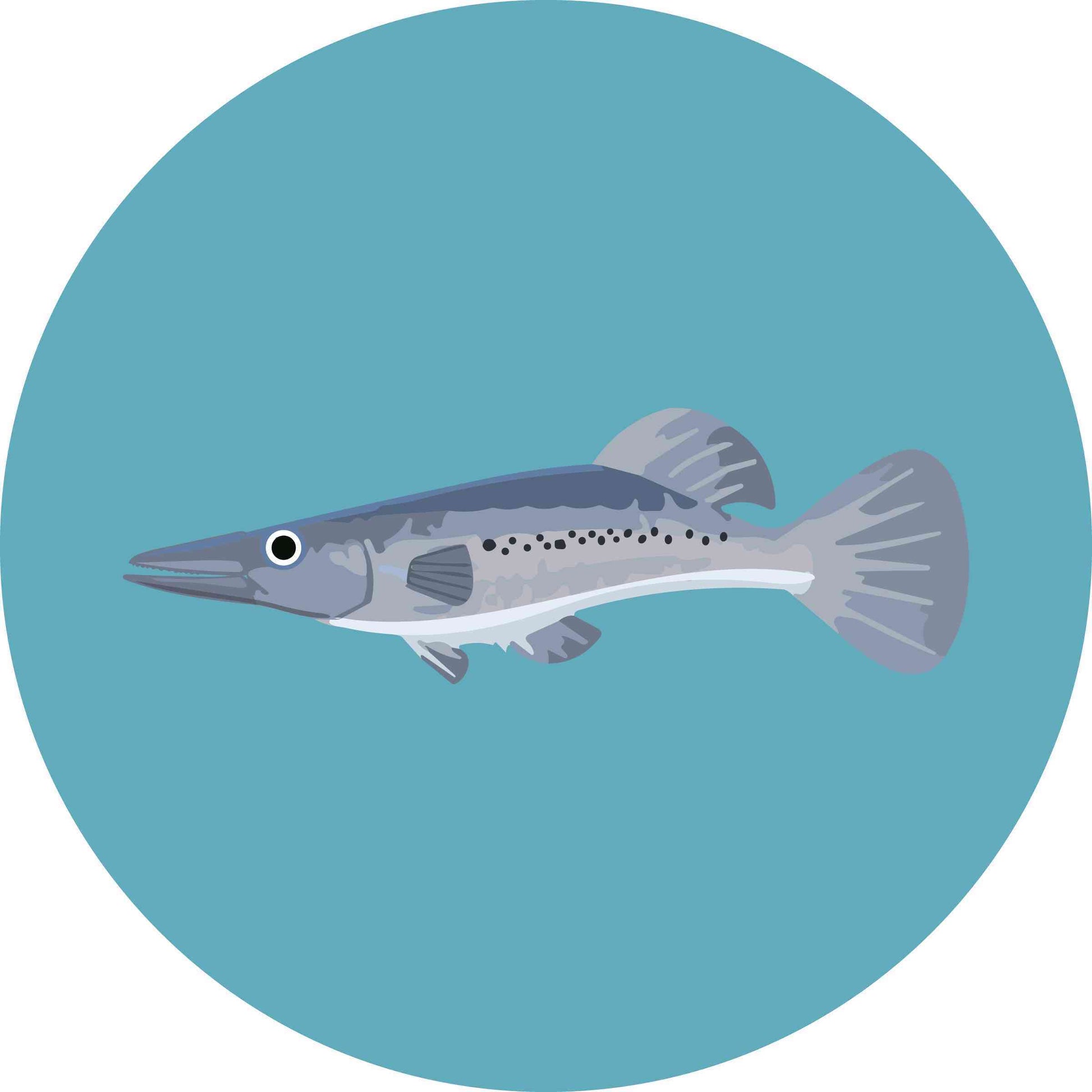 Pike Killifish