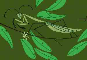PRAYING MANTIS