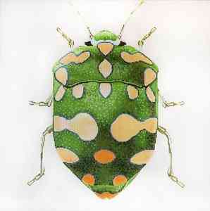 Big Bug - Green and Yellow
