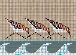 Sanderlings