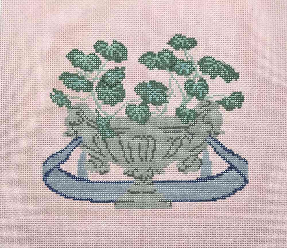 Pelargoniums